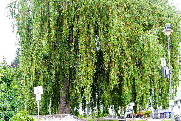 Trauerweide in der Schöbelstraße in Günzburg